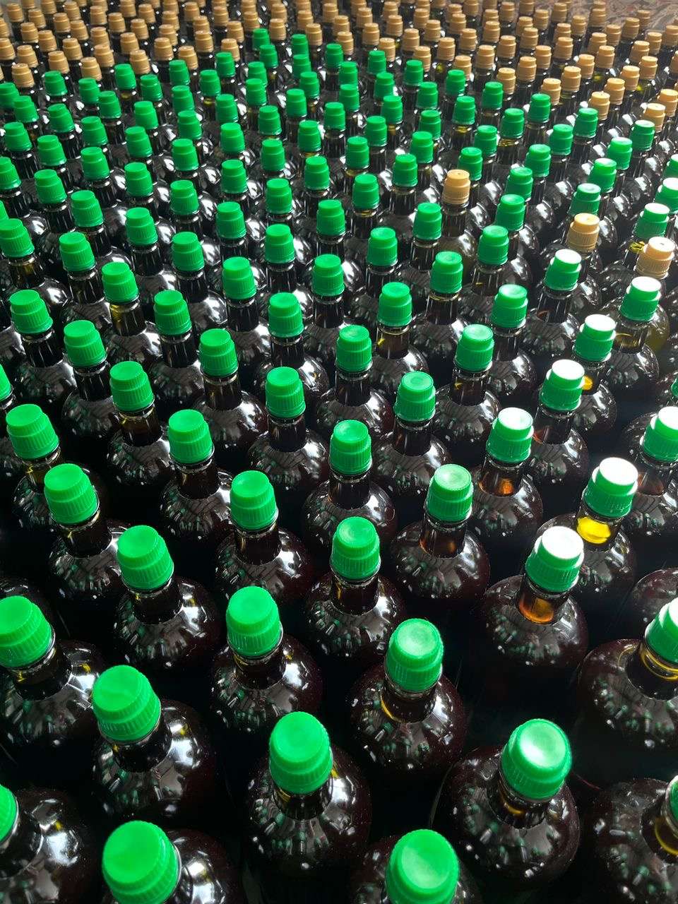 تولیدی روغن زیتون در طارم